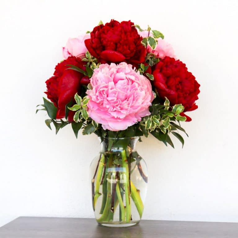 Fresh Peonies San Diego Delivery Four Seasons Flowers