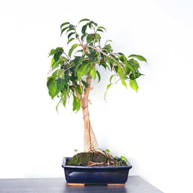 Bonsai Ficus Benjamina