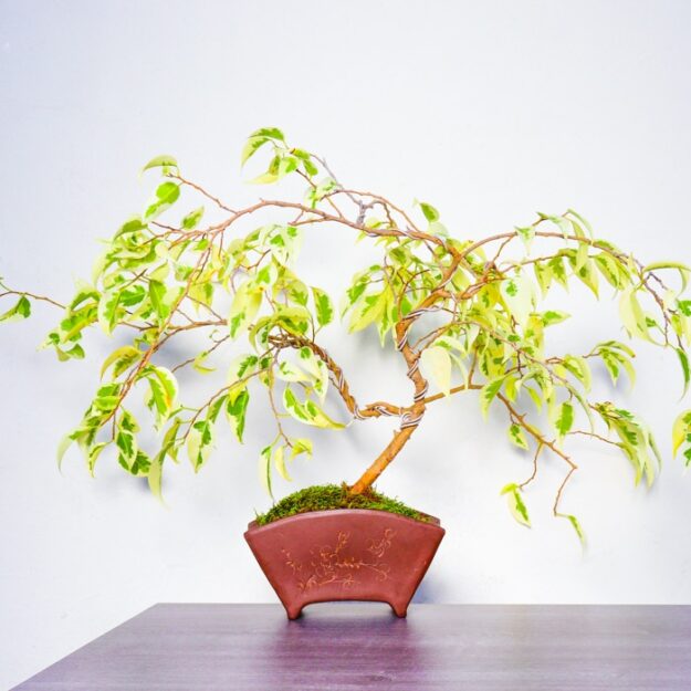 Bonsai Ficus Benjamina Variegated
