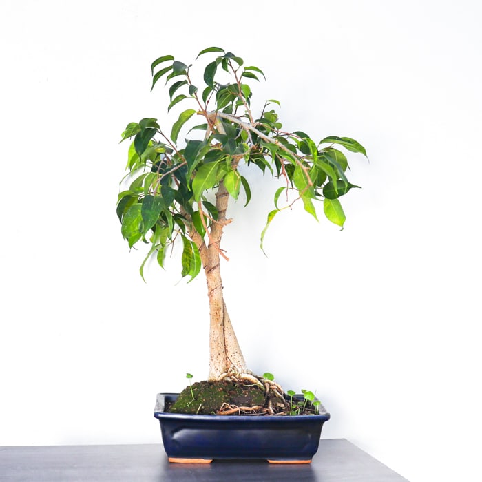 Ficus Bonsai