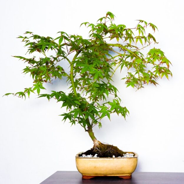 Bonsai Japanese Maple