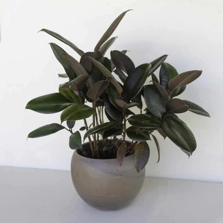 Burgundy Rubber Tree Four Seasons Flowers Flower Delivery in San Diego