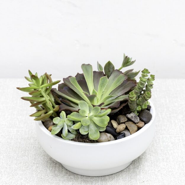 Cape Cod Succulents