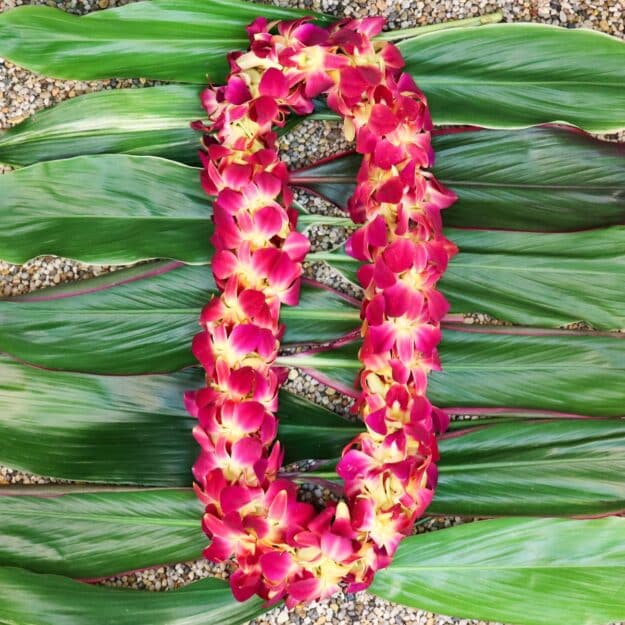 Double Red and Yellow Orchid Lei