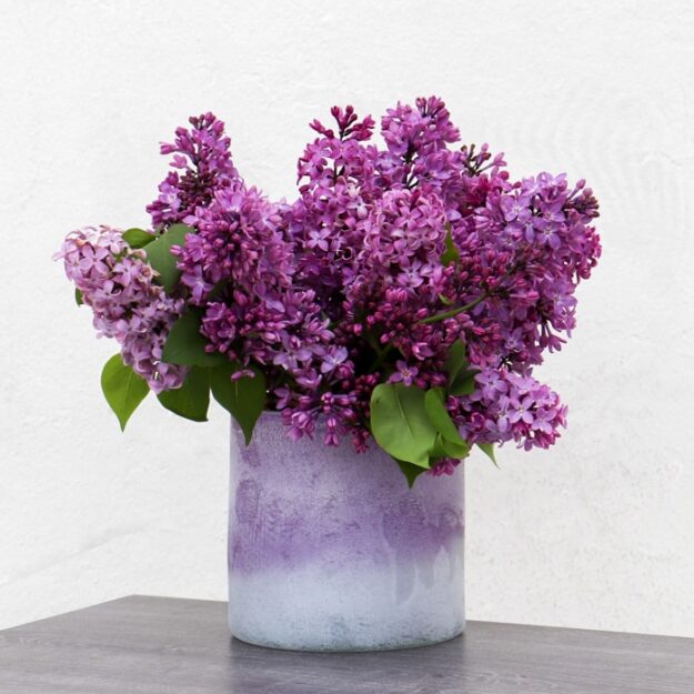 Lilac Surprise