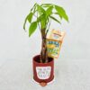 Money Tree Plant - Image 2