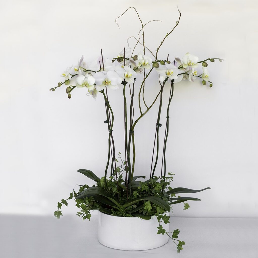 ゼクシィ掲載flua 2way Milky orchid ゼクシィ掲載flua 2way Milky orchid