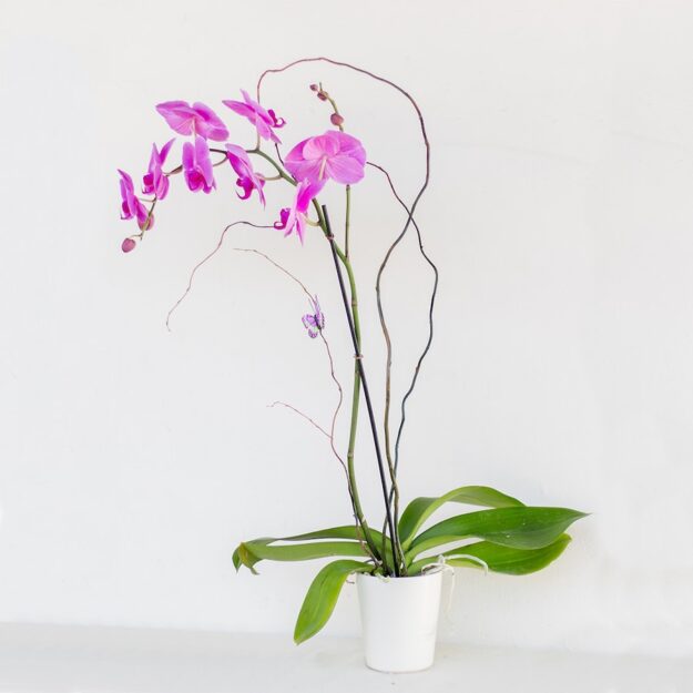 Phalaenopsis Orchid-Lavender