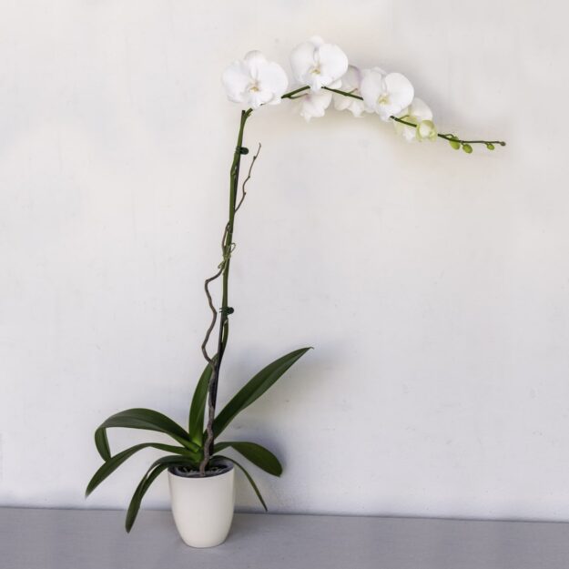 Phalaenopsis Orchid - White