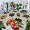 Plant Themed Gift Collection with Plant - Image 2