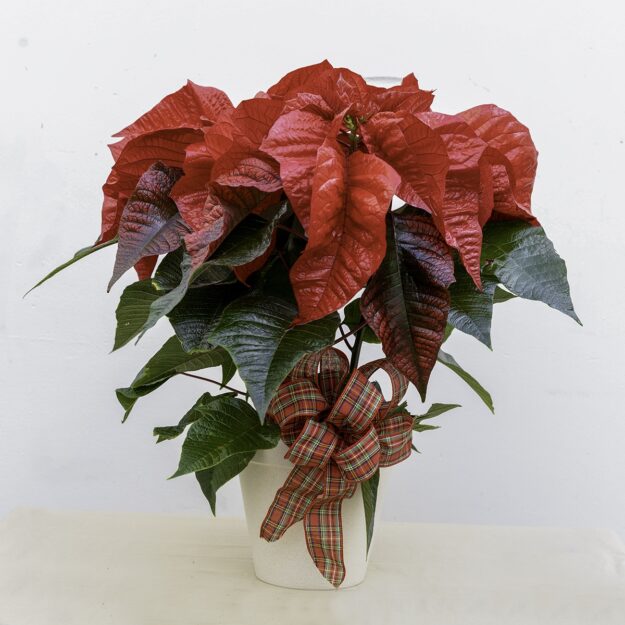 Poinsettia Plant