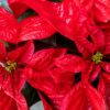 Poinsettia Plant - Image 2