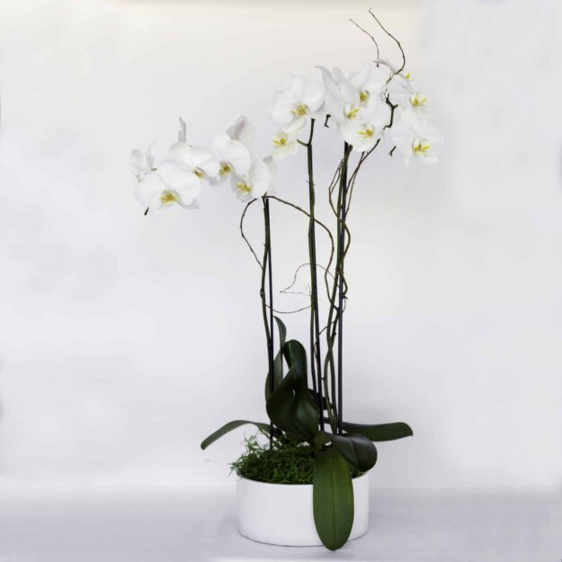 Purity Orchid Garden