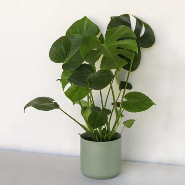Split Leaf Philodendron