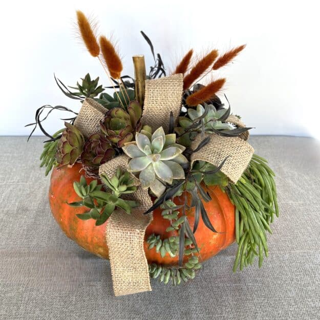 Fall Succulent Pumpkin Class - October 19