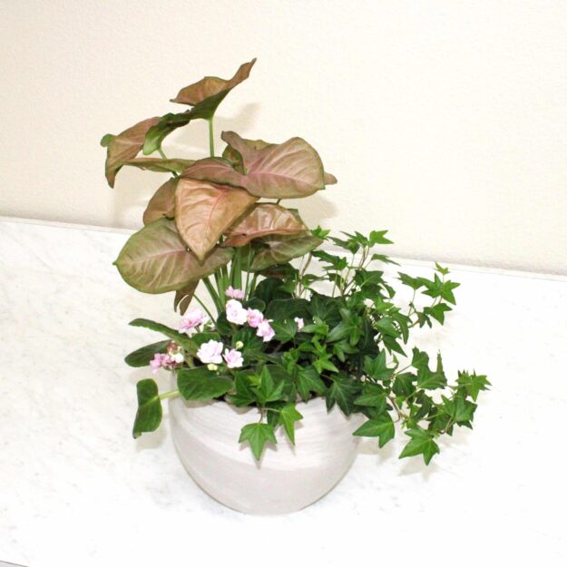The Pomerado Planter Garden