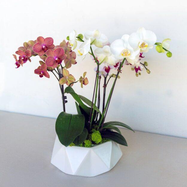 Trio of Beautiful Phalaenopsis Orchids