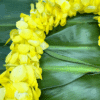 Yellow Orchid Lei - Image 2