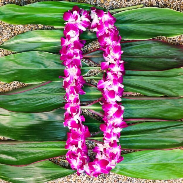 Bombay Dendrobium Orchid Lei